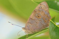 Bonaberiana cyanescens - Schmuddeliger Purpurflügel